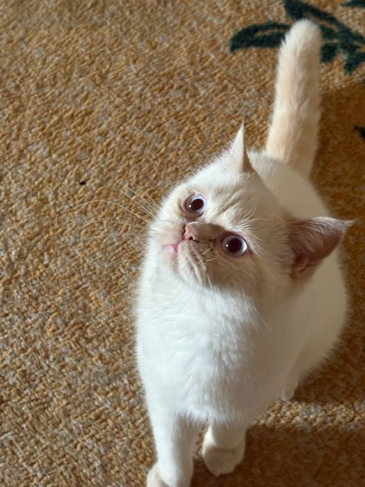 Экзотический кот отдам даром