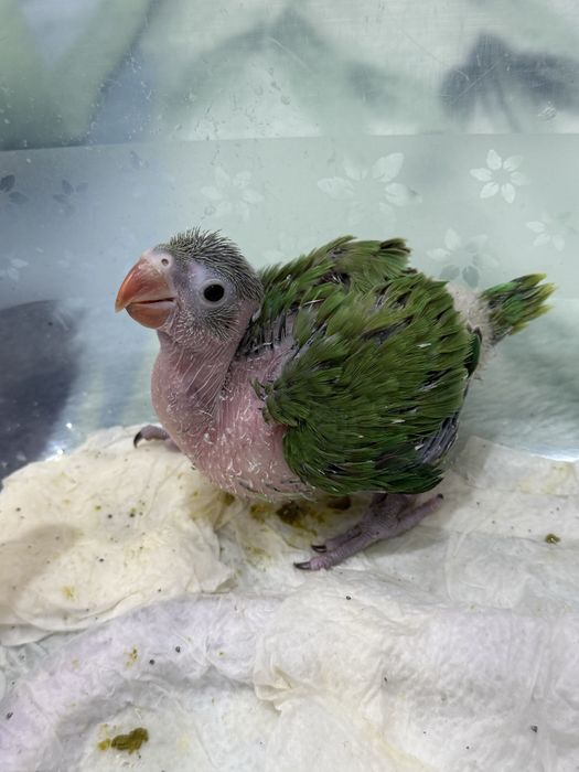 Ажерела полапони