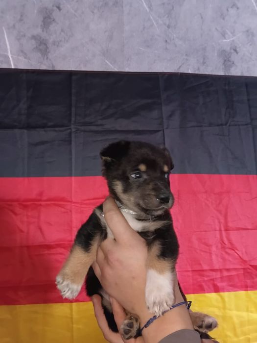 Отдам щенка мальчика  домашнего