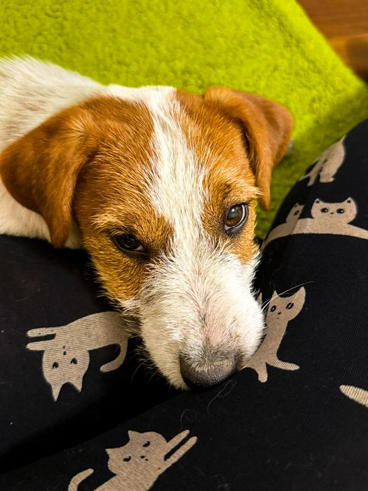 Щенок Джек рассел терьер