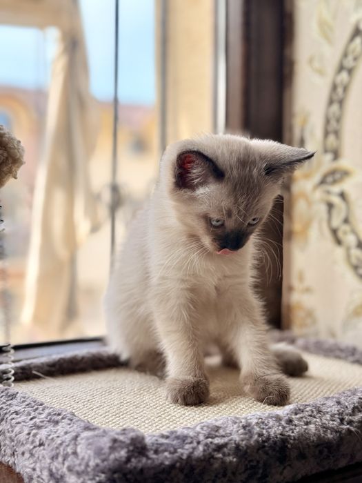 Original "> Каролевский Сиям