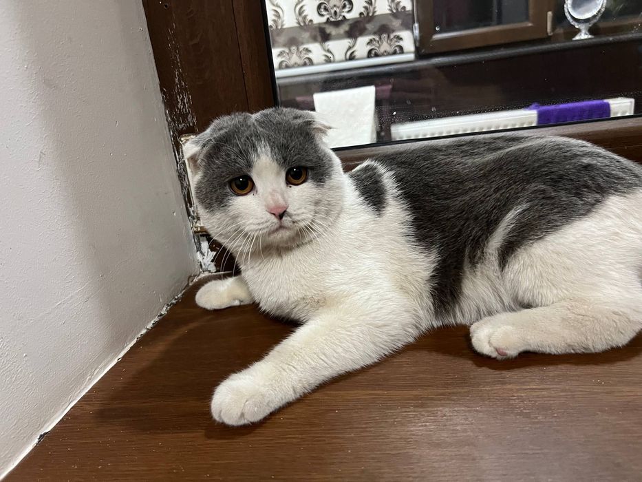 Uy mushugi Scotsh Fold