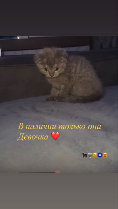 Рудный Продам котят породистые