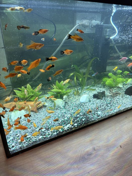 Vand Pesti de Acvariu