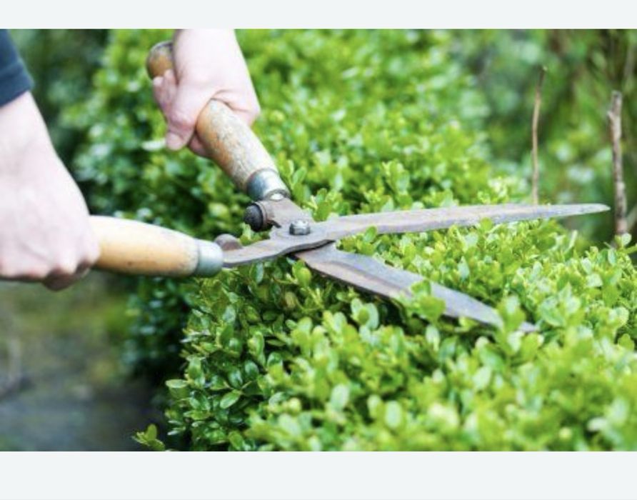 Богбон, садовник