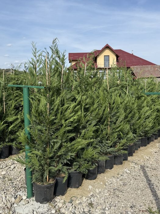 Vand leylandii/leylandii gold calitate extra diferite dimensiuni