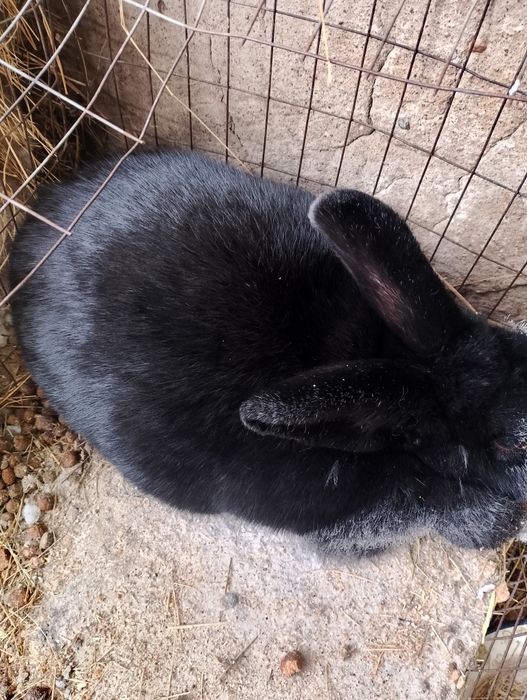 Продам кроликов шиншилла