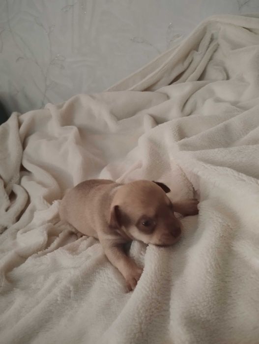 Чихуахуа щенки бронь