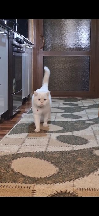 Мушук соглигига гарантия