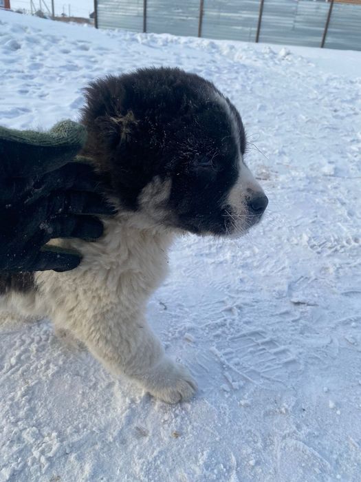 Срочно продам щенки алабая