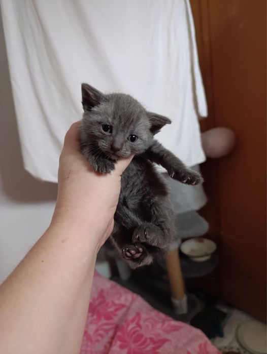 Продам котят шотладцев