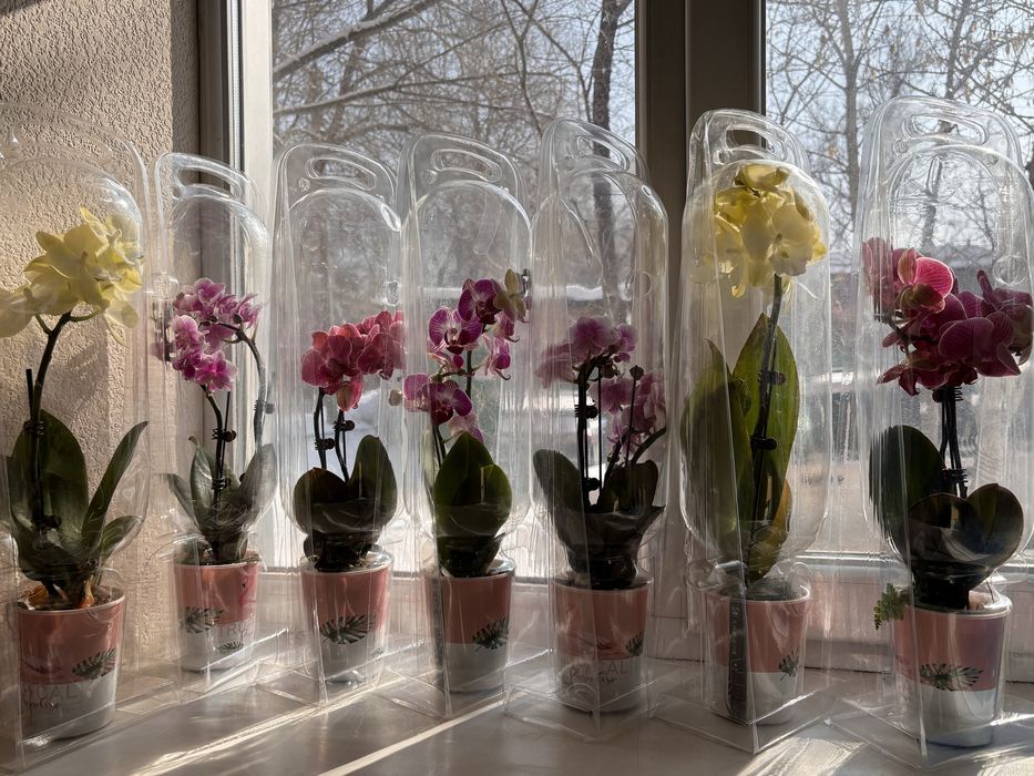 Живые орхидеи (свежая поставка)