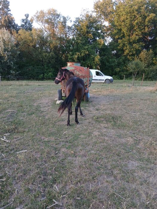 Carlana de 2 ani ,sat costesti com aninoasa jud gorj .