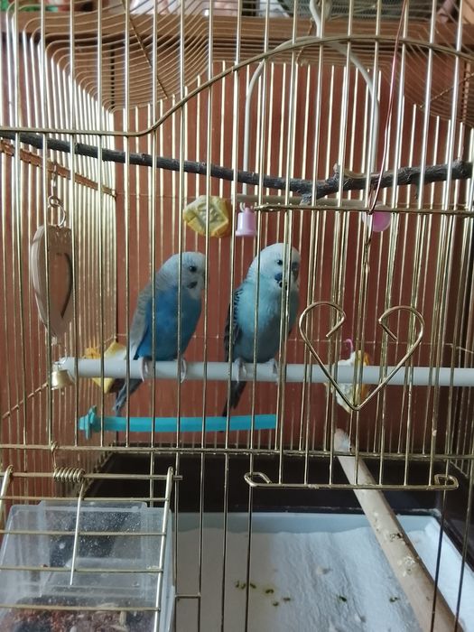 Продам попугаев мальчик и девочка