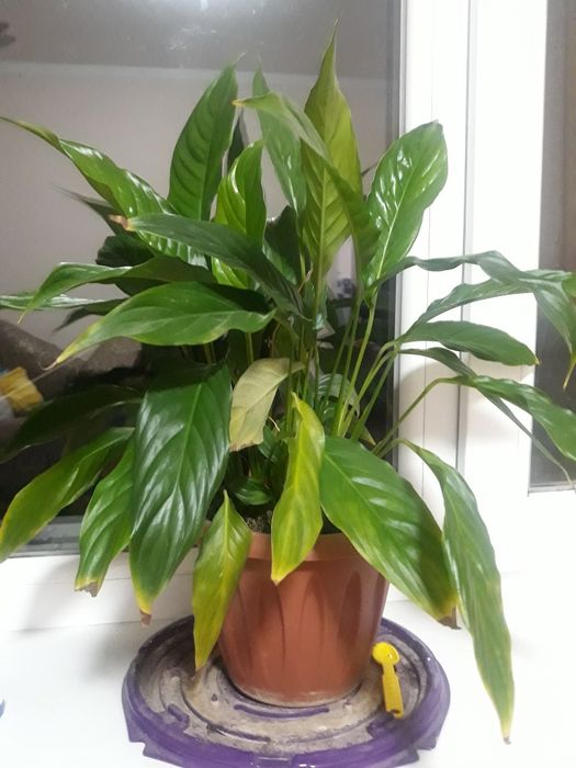 Цветок женское счастье