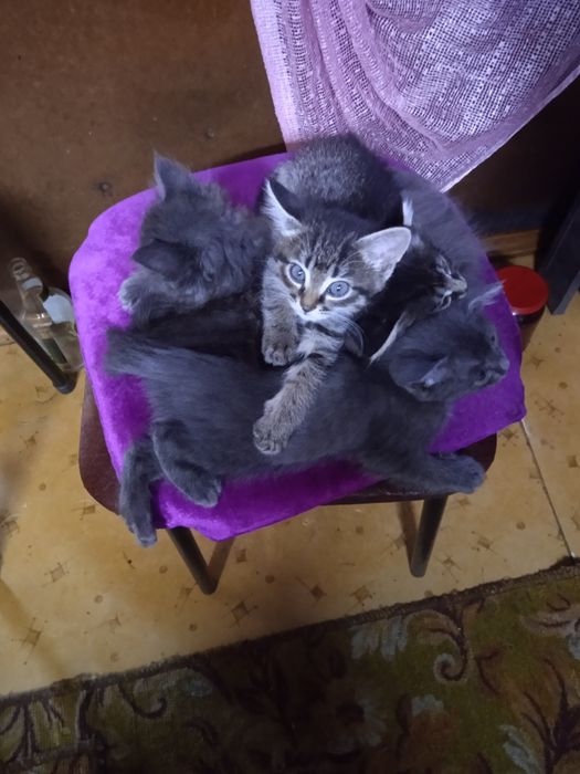 3Котята девочки  отдам даром