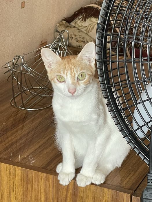 В добрые руки кошечка