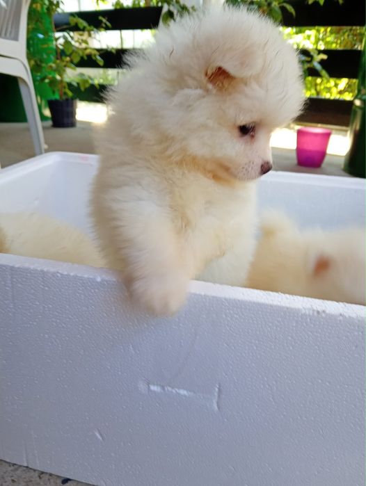 Pomeranian Mini-Spitz