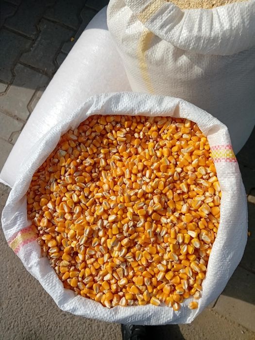 Vand porumb 1,20 lei kg