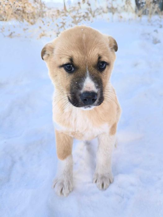 Щенки в добрые руки