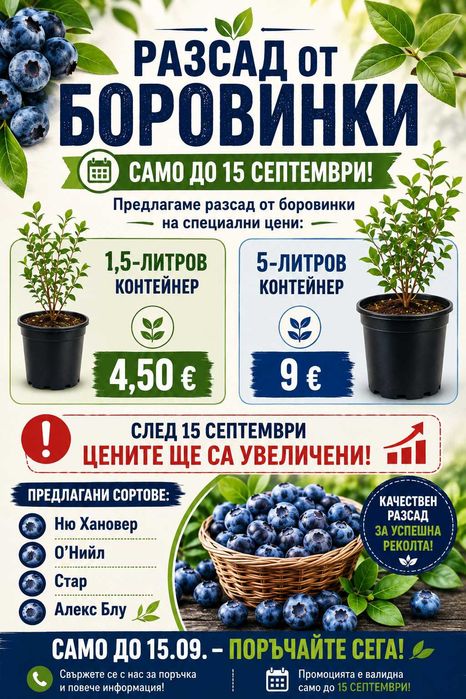 Разсад боровинки