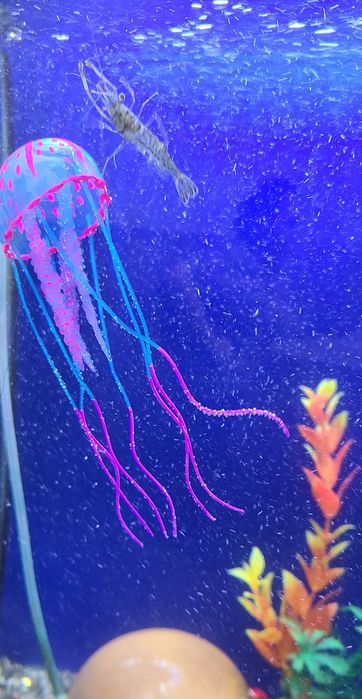 Аквариум,рыбки,криветки