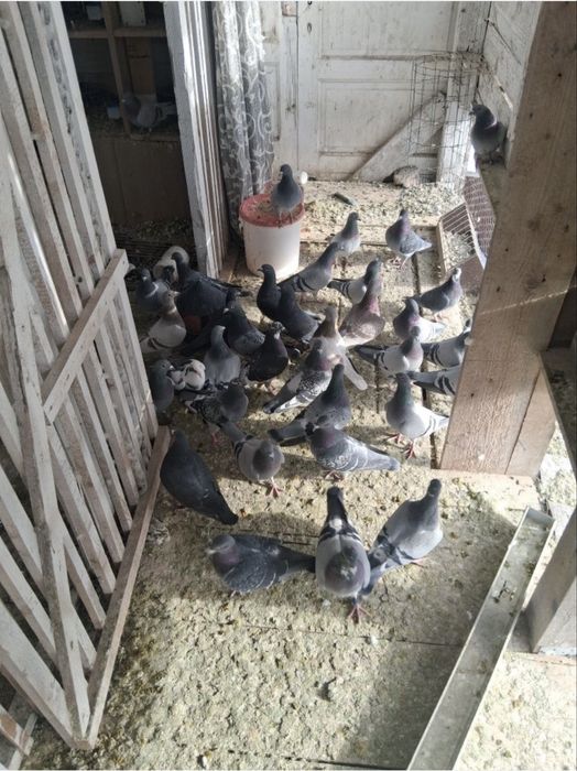 Vand porumbei din matca proprie