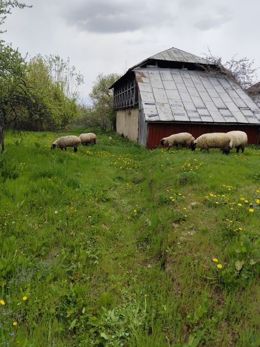 Berbec suffolk 2ani