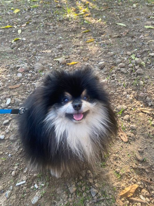 Вязка шпиц мальчик 2 года