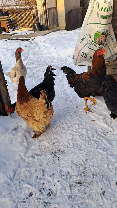 Продам курей и петухов