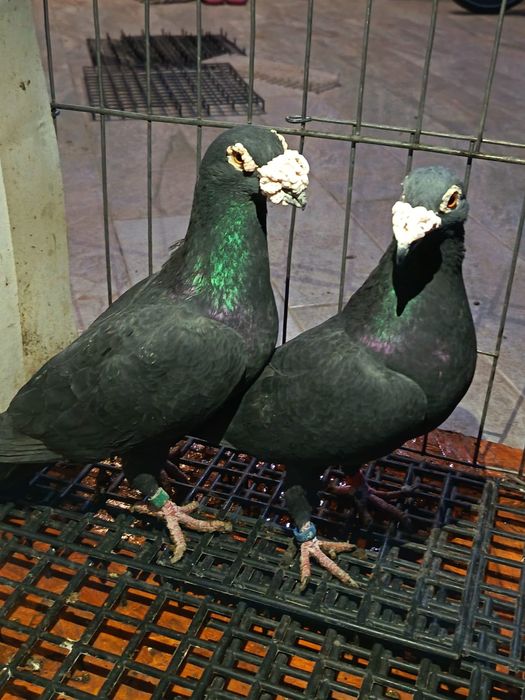 vand porumbei voiajori italieni