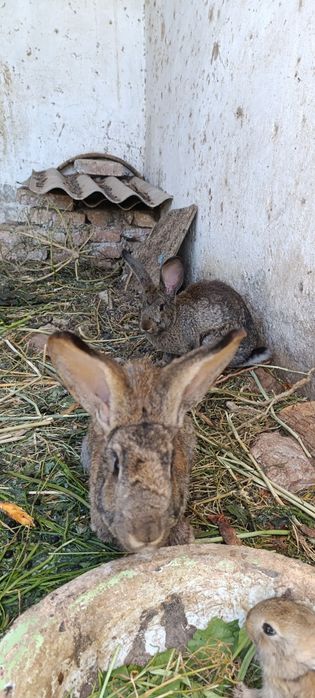 Flandr zotli qQuyonlar va ona bola komplekt ham sotiladi