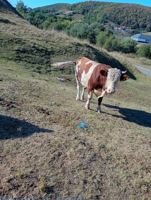 De vânzare taur de vacă