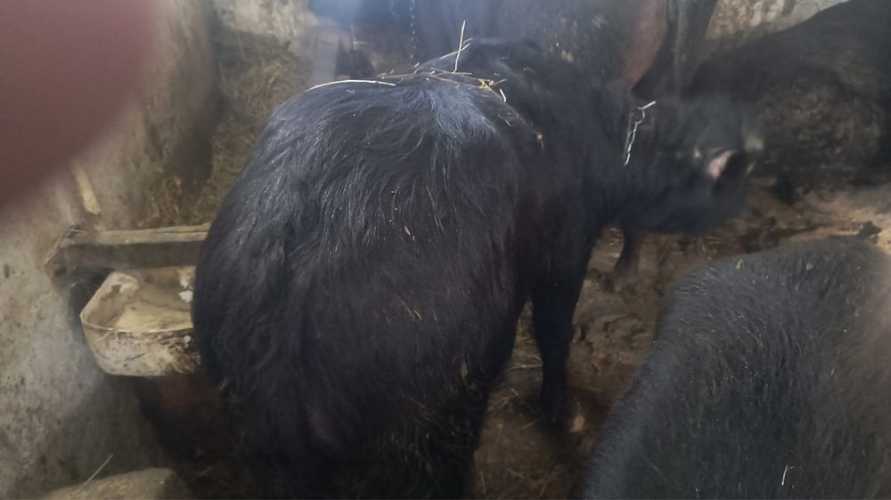 Vițel, mascul de vanzare