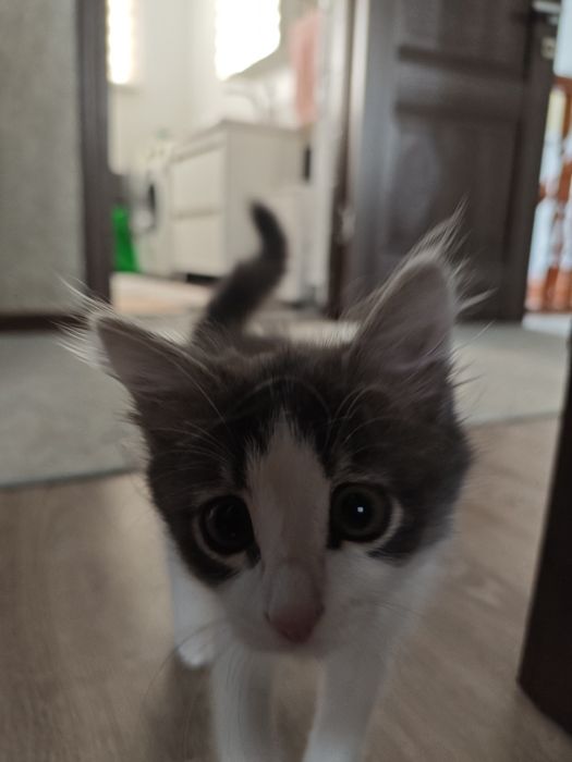 Потерялся маленький котенок
