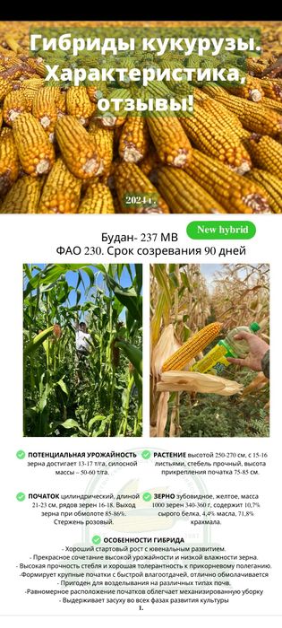 Семена кукурузы, гибрид кукурузы