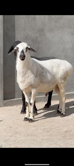 Кочкор кой Qochqor qoy