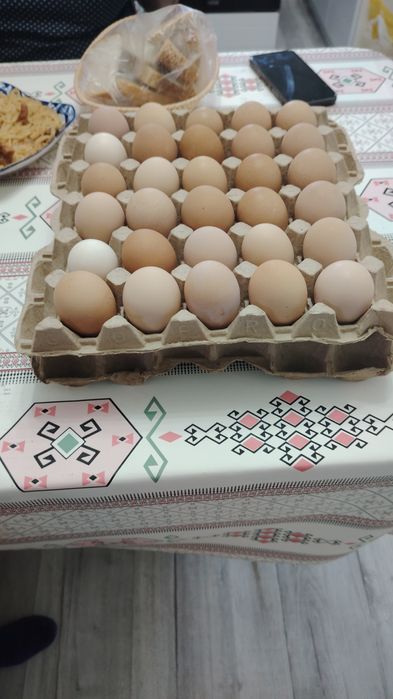 Инкубационные яйца