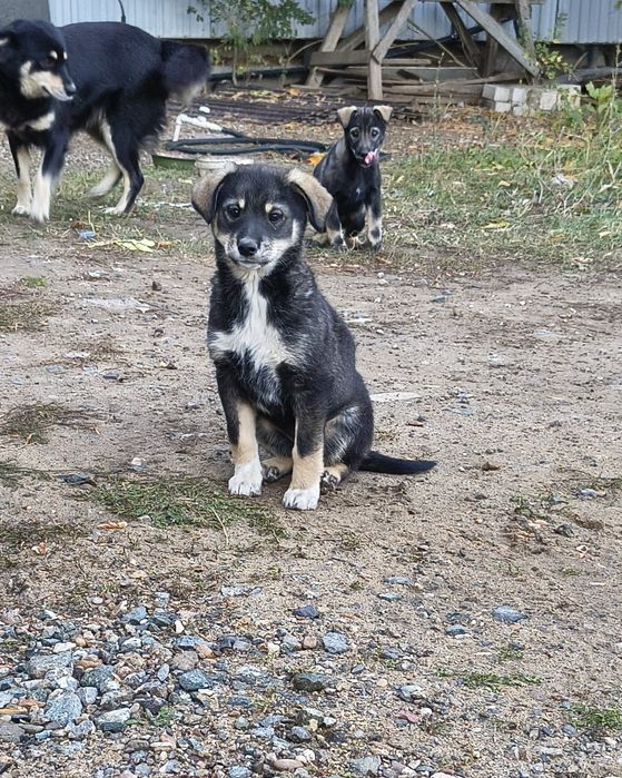 Щенята в добрые руки