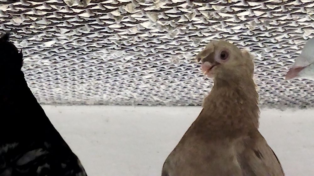 Голуби продаются