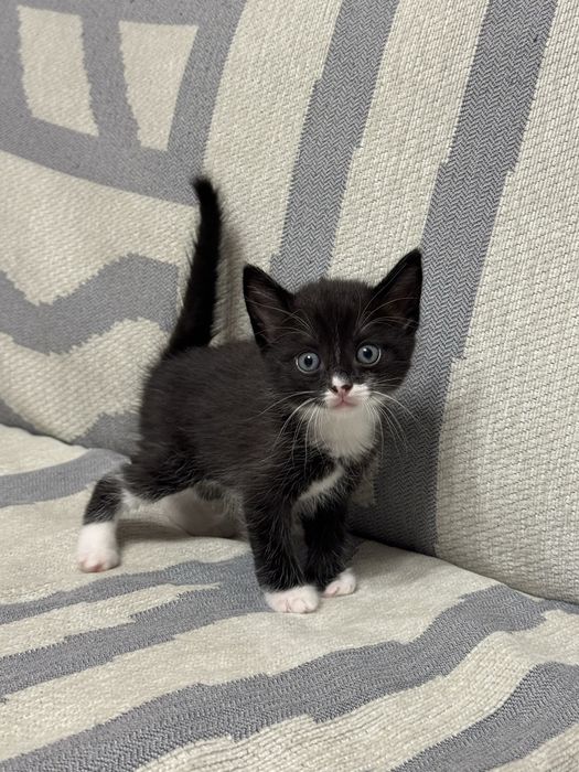 Отдам котят в добрые руки