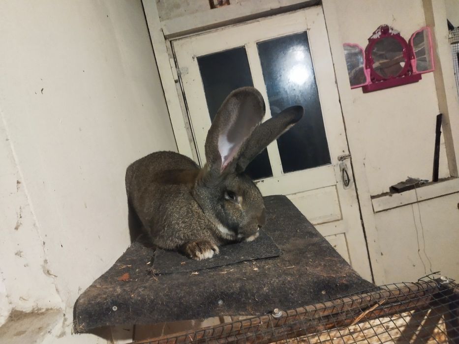 Uriaș German de vânzare!