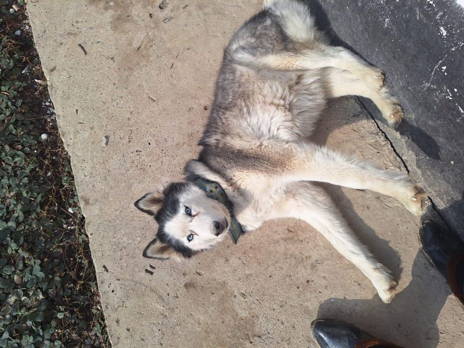 Продам хаски ДЕВОЧКА!