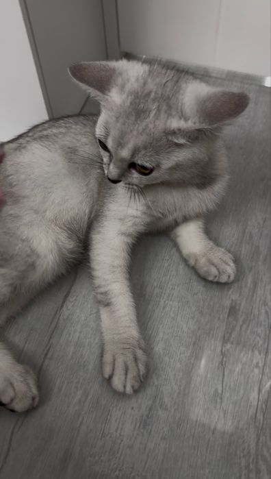 Котенок вислоухий Скотиш фолд