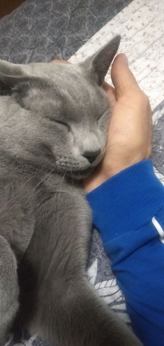 Замечательные котята РУССКОЙ ГОЛУБОЙ