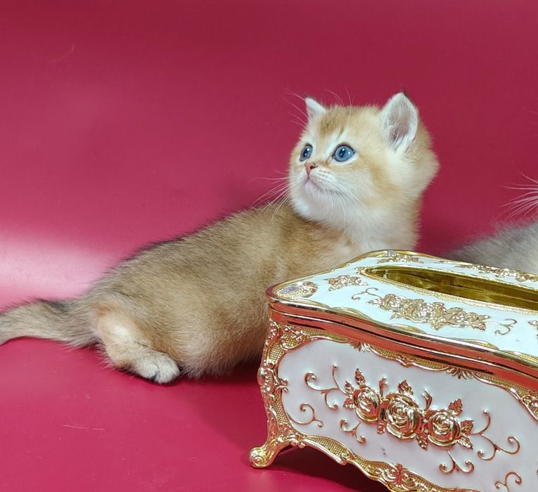 Золотая шиншилла девочка