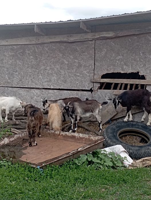 Vând 2 capre și iezi