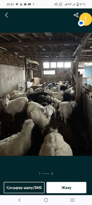 Продаются жирные и дойные козы