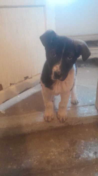 Отдам щенка в добрые руки