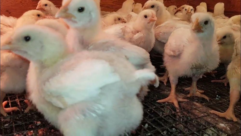 Цыплята,  Бройлер, Кобб-500,